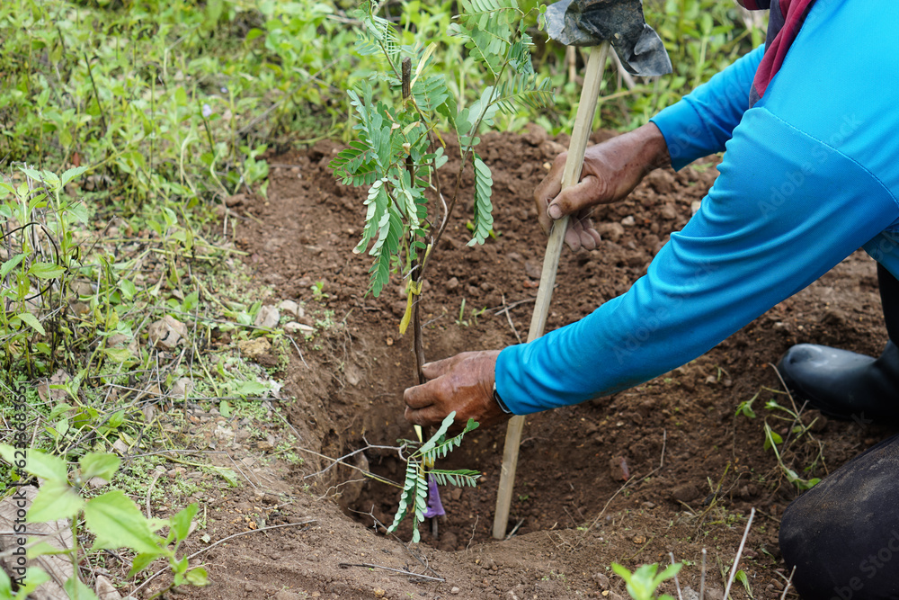 Fototapeta premium Gardener is growing tamarind tree in the hole of soil. Concept; gardening. economic agricultural orchard , growing tree for green area of the earth. World environment day. Earth day. Reforestation.