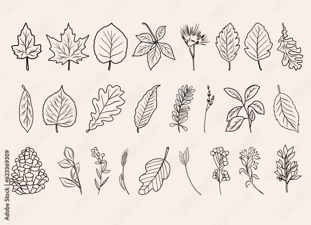 Autumn botanical line arts, hand drawn fall plants (flowers, leaves, acorns, pumpkins and branches), vector illustration