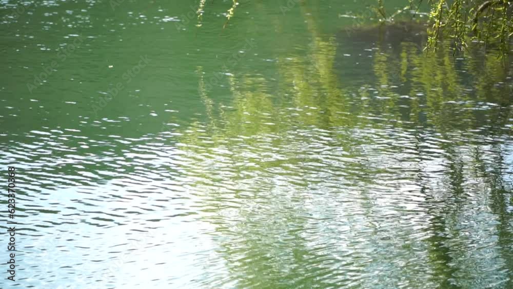 close-up branches of a weeping willow branches with fresh green spring goslings shaking in the wind, set against a background of blue lake water. tranquil and peaceful scene. slow motion. close-up branches of a weeping willow branches with fresh green spring goslings shaking in the wind, set against a background of blue lake water. tranquil and peaceful scene. slow motion.