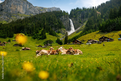 herd of swiss cows lying in an alpine meadow in summer with wild flowers in front of Stäuber Waterfall, Uri photo