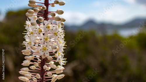 Cuadro en lienzo Stunning Close-up of White Sea Onion (Urginea maritima) Flowers in a Maritime Se