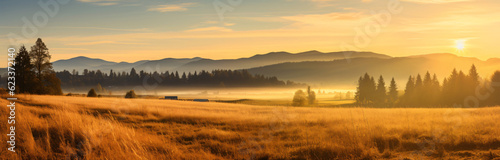 Beautiful panorama background of grasses on a field in the Black Forest illuminated by the morning sun, p2