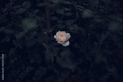 Fototapeta Naklejka Na Ścianę i Meble -  Pink rose in the dark