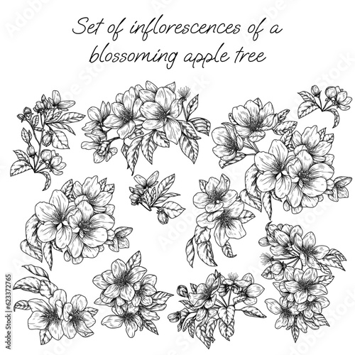 Vector set of blossoming apple tree inflorescences in engraving style