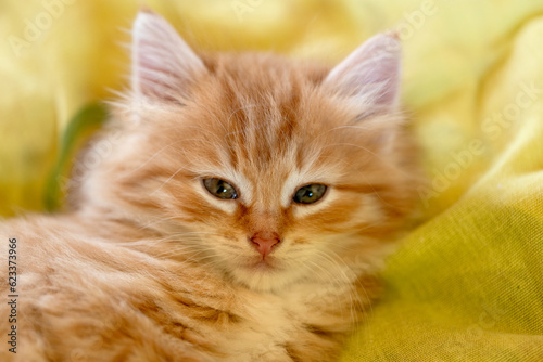 small beautiful red kitten close-up