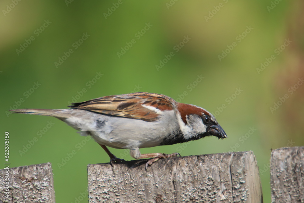 Naklejka premium female house sparrow