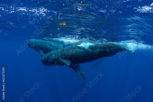 Family of sperm whales swimming in the ocean © ohrim