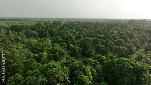Rotating aerial drone footage of sprawling mango farm forest in Mirpur Khas, Sindh, Pakistan photo
