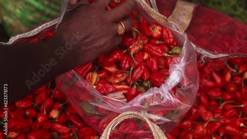 The ghost pepper, also known as bhut jolokia, is an interspecific hybrid chili pepper cultivated in Northeast India photo