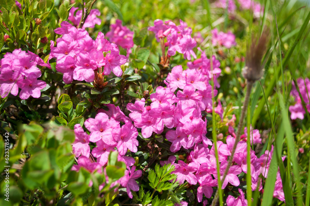 The slopes of Mount Hoverla covered with pink flowers of the Rhododendron myrtifolium (Rhododendron kotschyi) The slopes of Mount Hoverla covered with pink flowers of the Rhododendron myrtifolium (Rhododendron kotschyi)