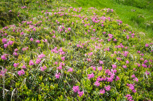 The slopes of Mount Hoverla covered with pink flowers of the Rhododendron myrtifolium  Rhododendron kotschyi 