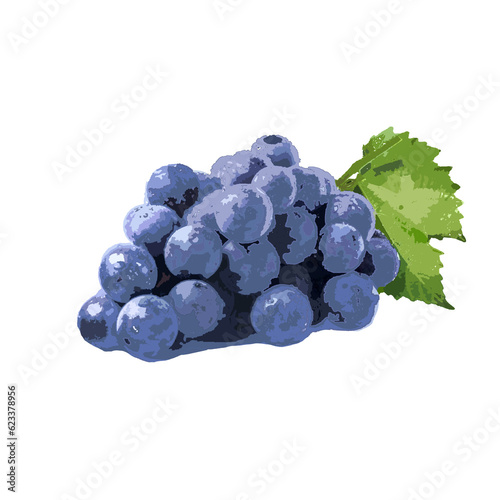 Obraz na plátně bunch of grapes