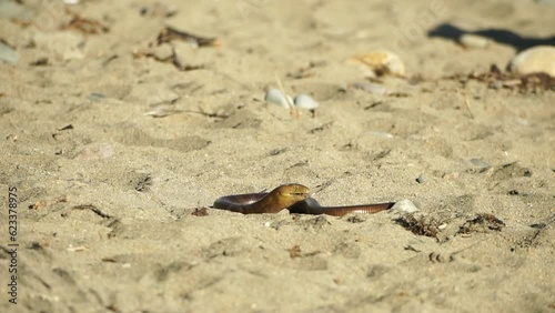 two big snakes on the sand, coiling and biting in a fight. Pseudopus apodus reptilian combat. photo