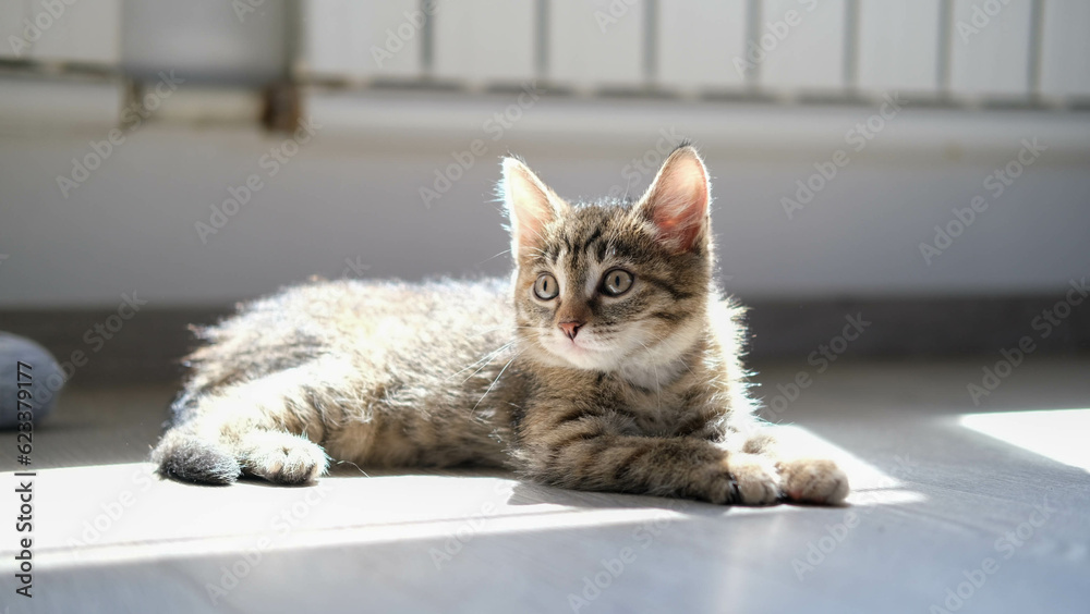 Cute kitten of forest color, sitting on the wooden floor in the bedroom, in the rays of the sun, looking at the camera.