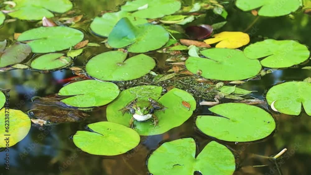 Croaking green frog on the water lily leaf in the garden Croaking green frog on the water lily leaf in the garden