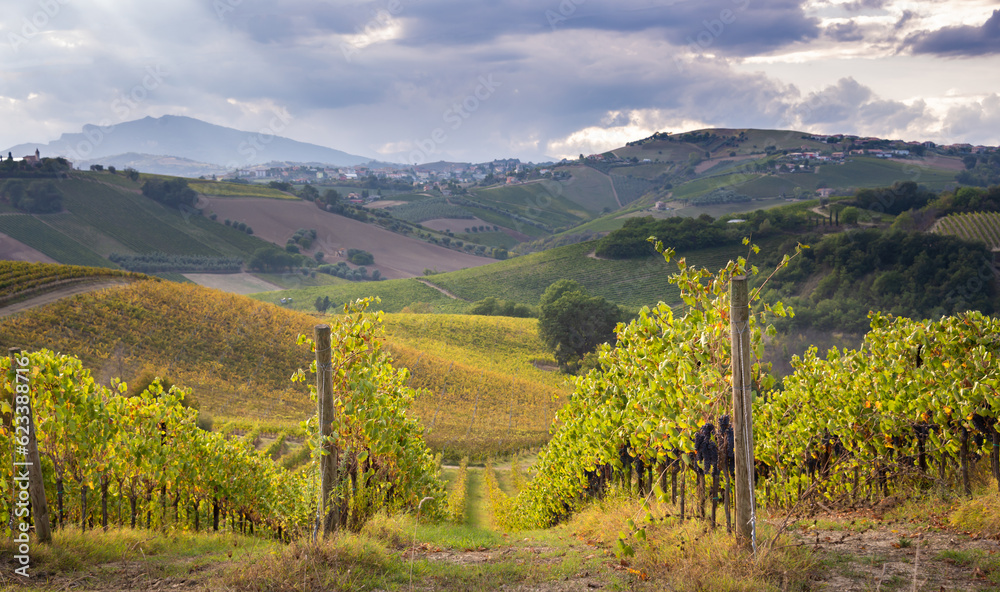 Vineyards and winery among hills, countryside landscape