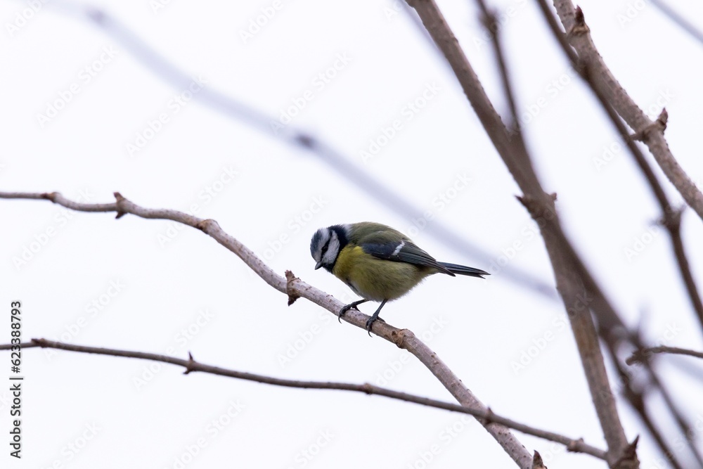 A portrait of a cyanistes caeruleus or blue tit bird sitting on a branch without leafs of a tree. The perched bird is looking around with an overcast sky behind it. A portrait of a cyanistes caeruleus or blue tit bird sitting on a branch without leafs of a tree. The perched bird is looking around with an overcast sky behind it.