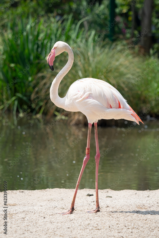beautiful photo of a standing flamingo on the beach near the water beautiful photo of a standing flamingo on the beach near the water