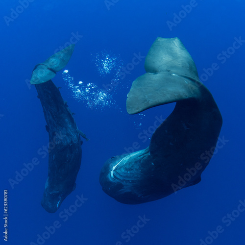 Family of sperm whales swimming in the ocean