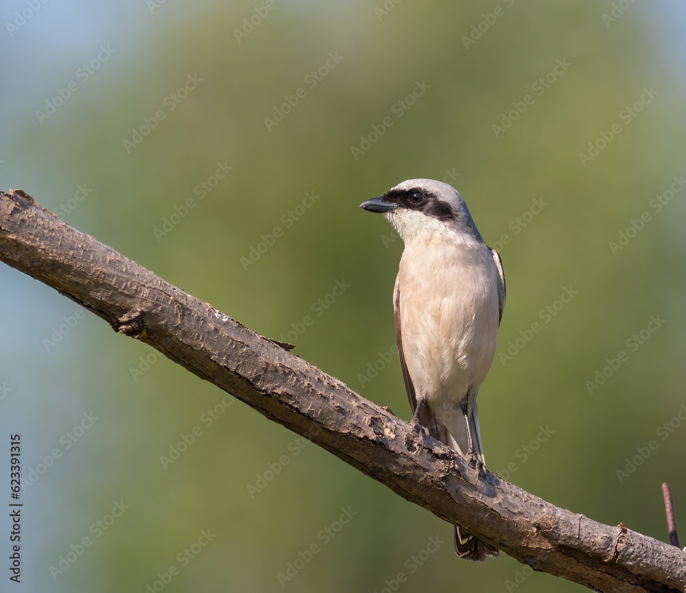 Red-backed shrike, Lanius collurio. A bird sitting on a branch on a beautiful background Red-backed shrike, Lanius collurio. A bird sitting on a branch on a beautiful background