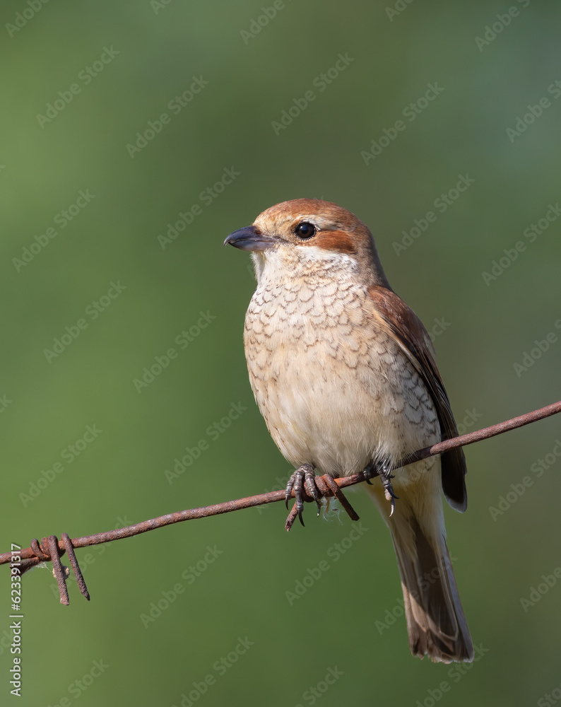 Fototapeta premium Red-backed shrike, Lanius collurio. A bird sits on a barbed wire fence