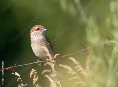 Red-backed shrike, Lanius collurio. A bird sits on a barbed wire fence