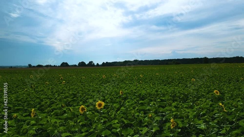Field of many sunflowers, beautiful lanscape