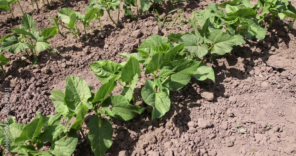 young small bean plants in the field, growing beans on a private territory
