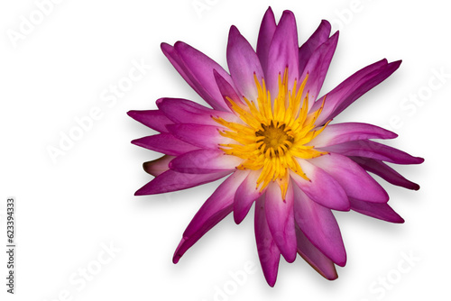 Lotus flower isolated with transparent background