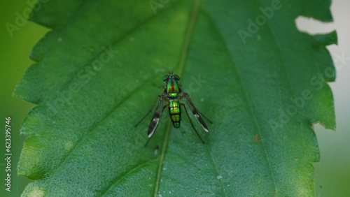Condylostylus is a genus of small flies in the family Dolichopodidae, commonly known as long-legged flies. These flies are known for their distinctive long and slender legs photo