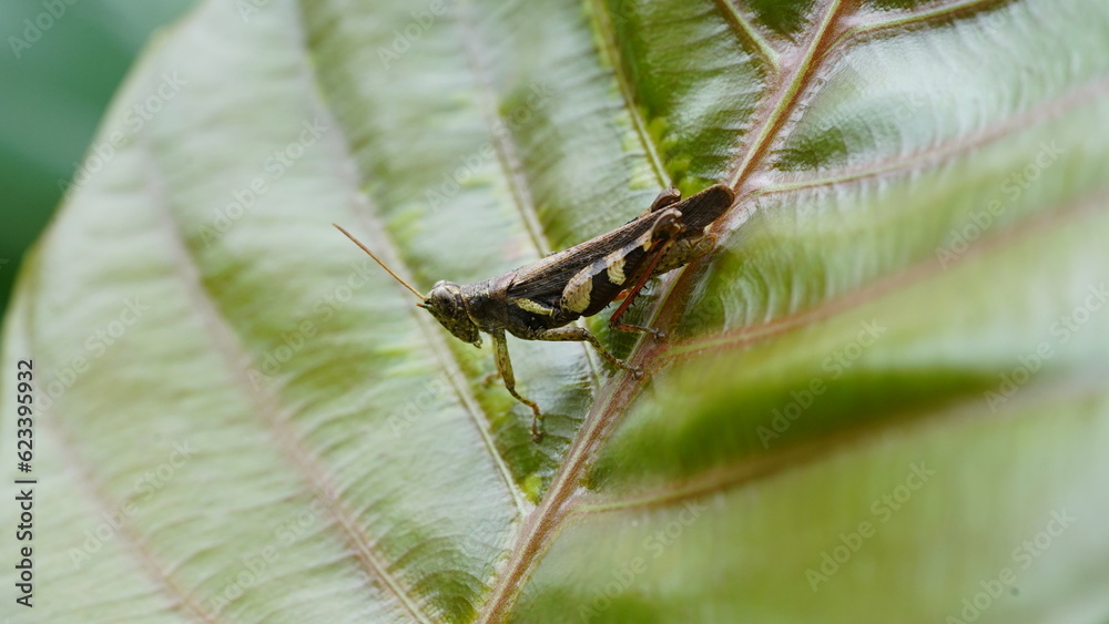 Grasshoppers are a group of insects belonging to the suborder Caelifera.|蚱蜢 Grasshoppers are a group of insects belonging to the suborder Caelifera.|蚱蜢