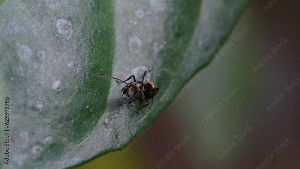 Male Worker Golden Weaver Ant (Polyrhachis dives) with three Ocelli, the simple eyes on its head, crawling on a leaf Male Worker Golden Weaver Ant (Polyrhachis dives) with three Ocelli, the simple eyes on its head, crawling on a leaf