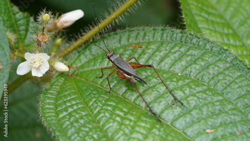 Common bush-crickets, also known as katydids, are a group of insects belonging to the family Tettigoniidae. They are known for their characteristic sound  photo