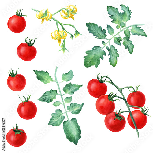 A set of cherry tomatoes, leaves and yellow flowers. Hand drawn botanical watercolor illustration for clip art, cards, label, menu