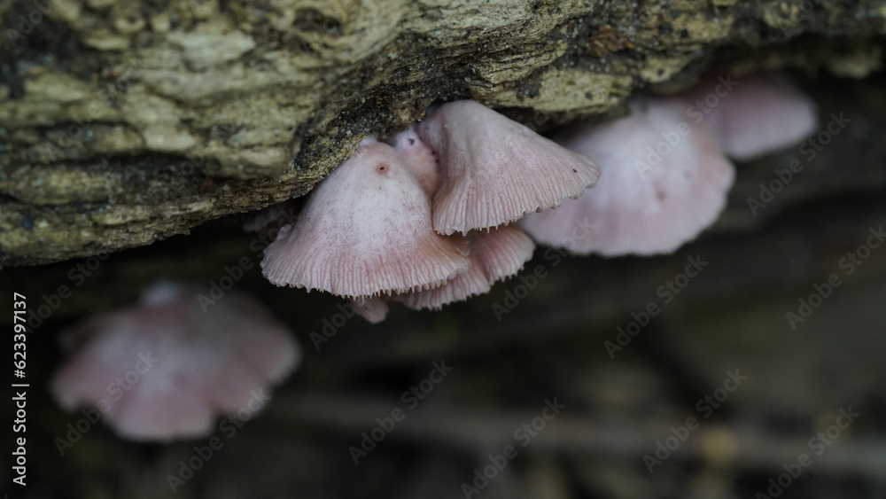 Fototapeta premium The Pink Sherbet Polypore, scientifically known as Ganoderma carnosum, is a species of fungus belonging to the Ganoderma genus. 