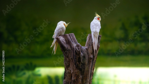 birds on a log