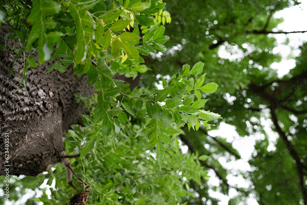 Blurred image of a large tree trunk with branches and leaves. Blurred image of a large tree trunk with branches and leaves.