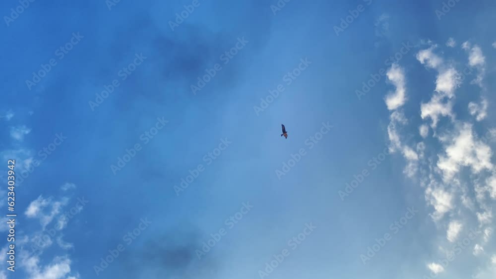 Wings of Freedom: captivating falcon flight in Bangladesh's blue Sky Wings of Freedom: captivating falcon flight in Bangladesh's blue Sky