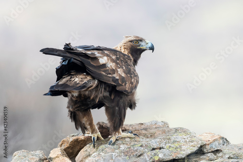 Golden eagle  Aquila chrysaetos  in the wild