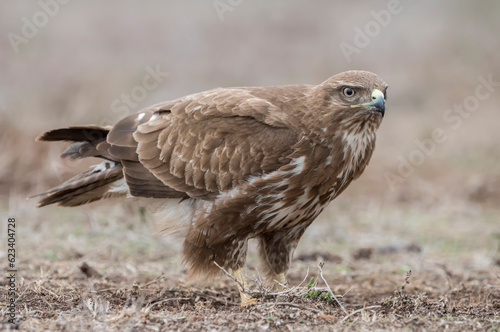 Common buzzard  Buteo buteo  in the wild