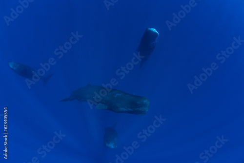 Family of sperm whales sleeping in the ocean