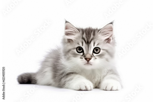 Portrait of handsome young cat isolated on white background , Created with Generative Ai Technology
