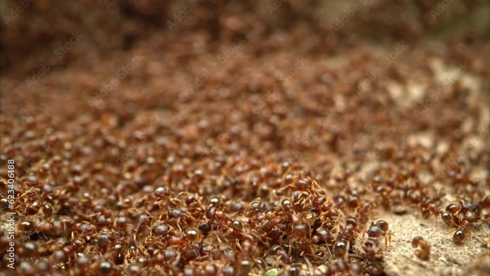 Ants colony Ants colony