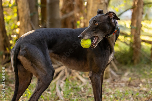 Black greyhound dog playing in park with tennis ball in mouth