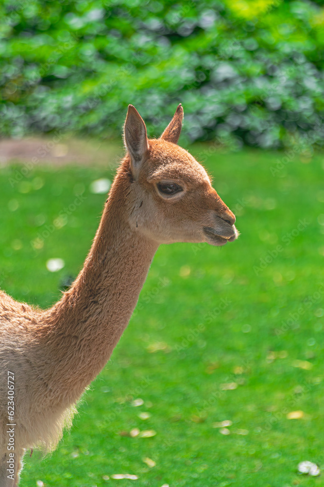 The vicuña, (Lama vicugna), head portrait close view, with green vegetation background