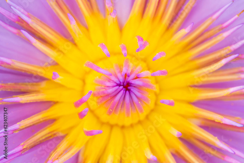 Closeup or macro shot of pink and yellow lotus pollen beautiful flower.