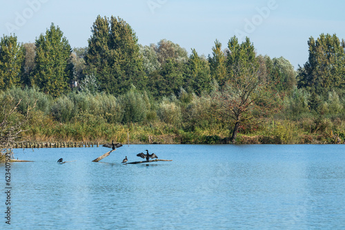 Cormorans séchant leurs ailes - Réserve Naturelle Nationale des Étangs du Romelaëre