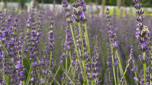 Lavender field with flying robot bees. Macro shot of lavender