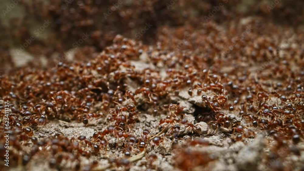 Ants Ants