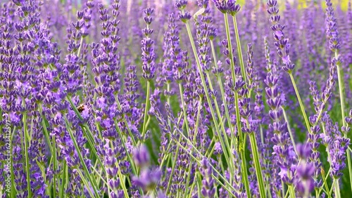 Sunny summer day with beautiful field of Lavenda with flying bees. Macro wiev with many bugs
